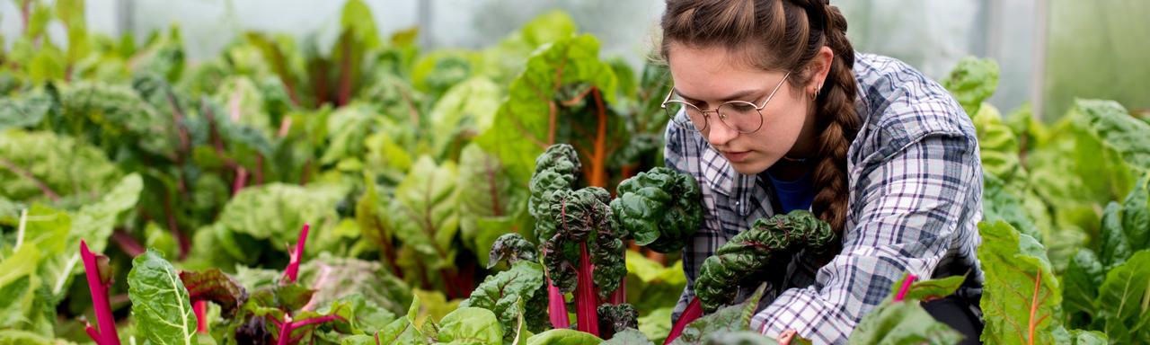 An individual weeding swiss chard.